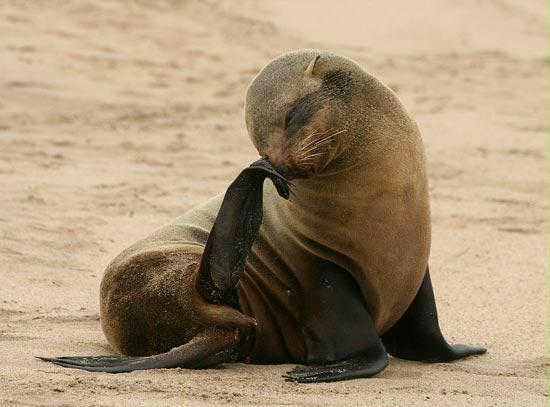 Cape Fur Seal, Walvis Bay, Namibia